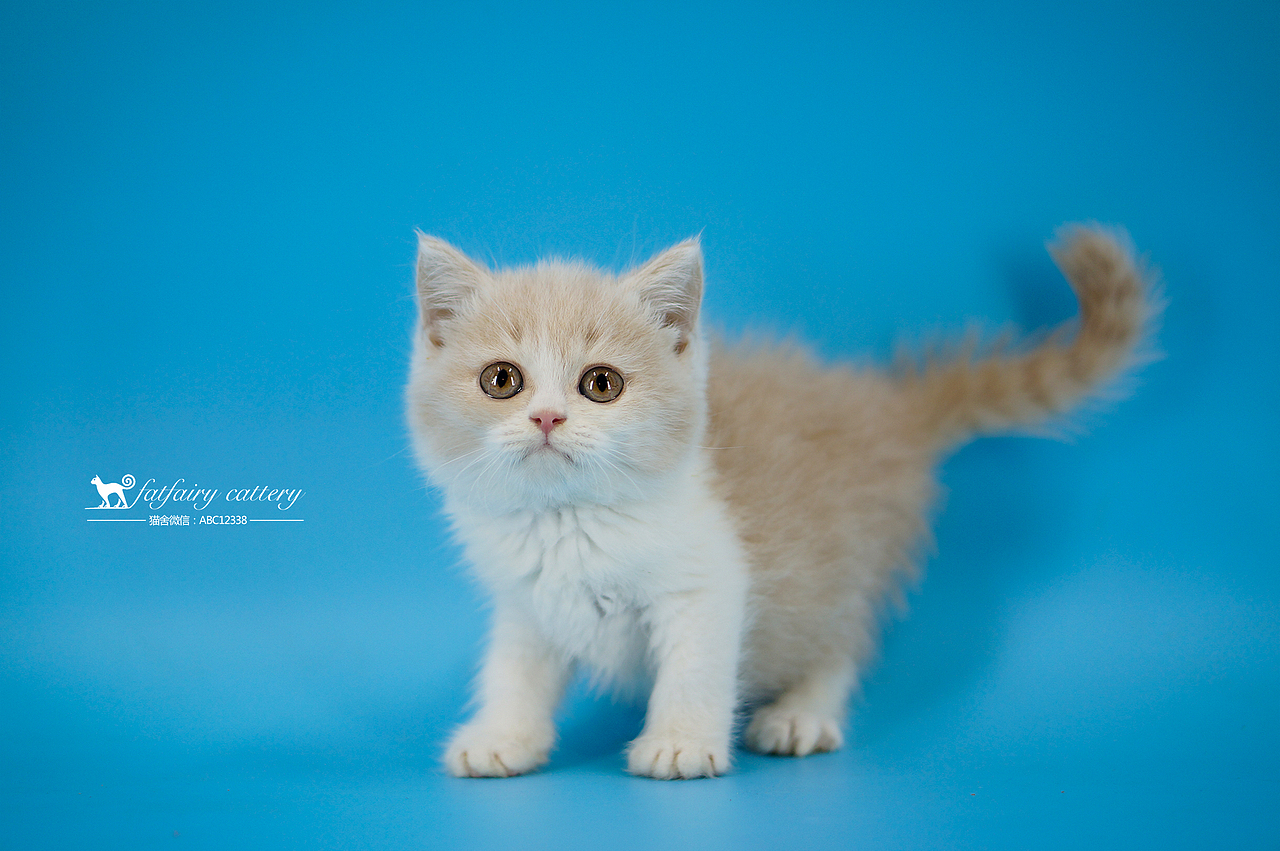 英短乳白/丑萌系列 *【panda西原创作品3】（图ZMTQyMDM3Mjgw） - 宠物摄影 - 站酷设计师Panda西原创素材 - 站酷ZCOOL