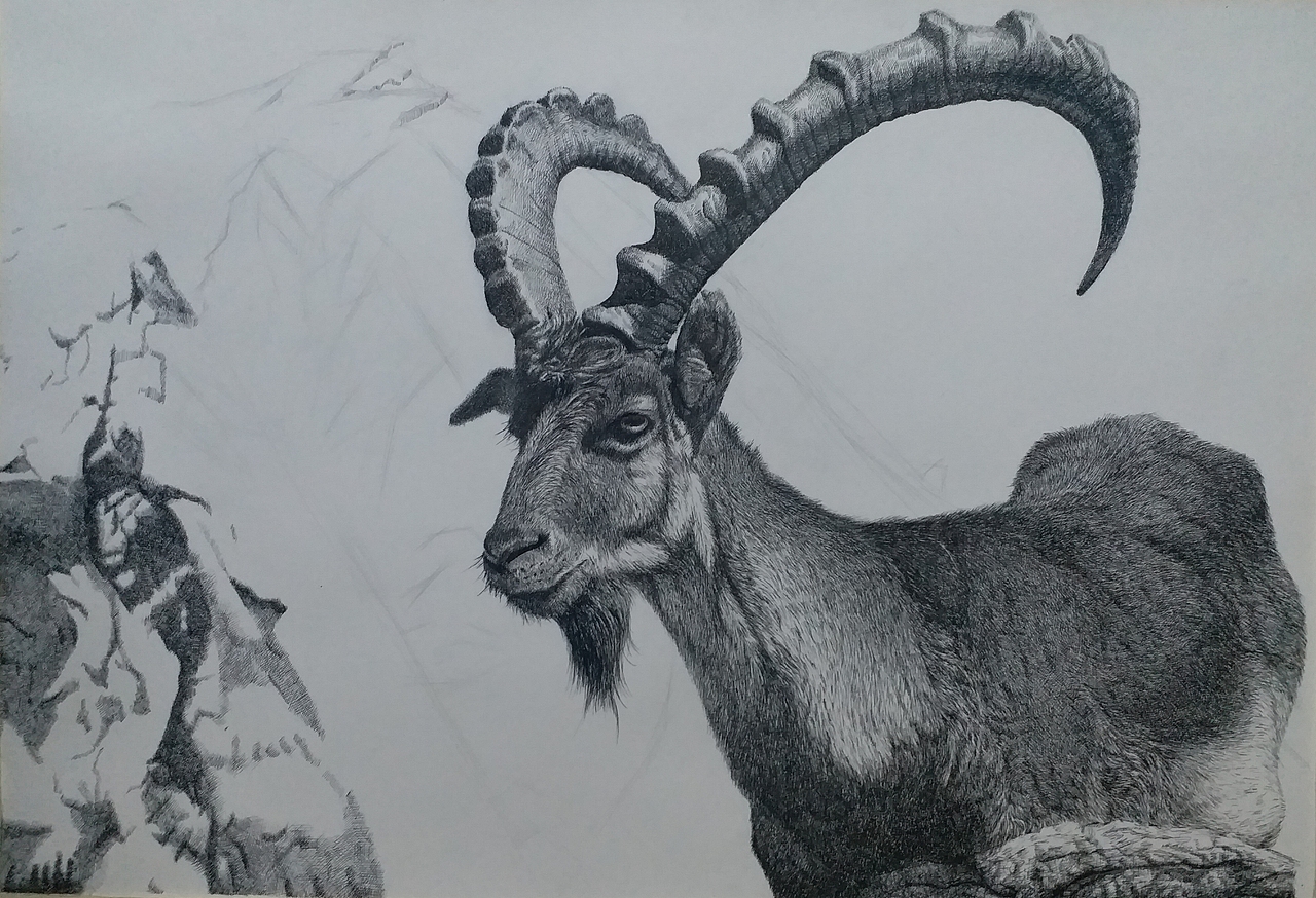 阿尔卑斯山脉の勇士羱羊
