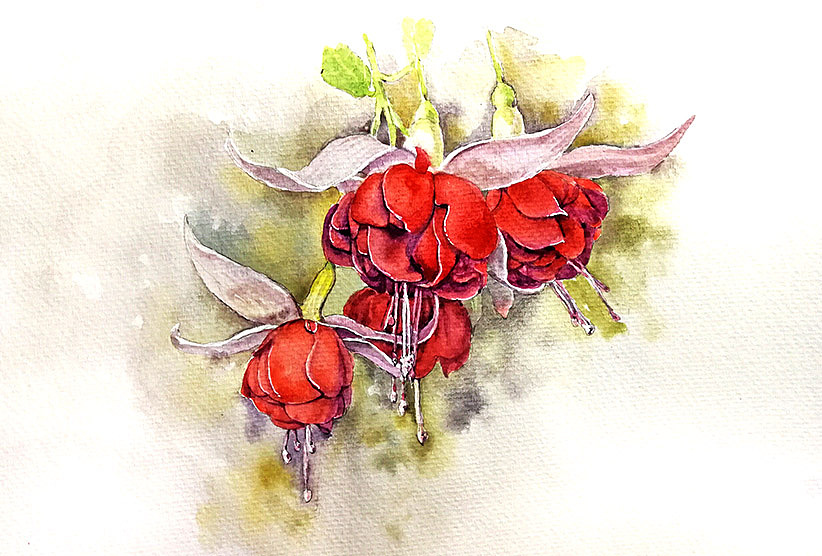 水彩画吊钟海棠