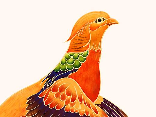 红腹锦鸡