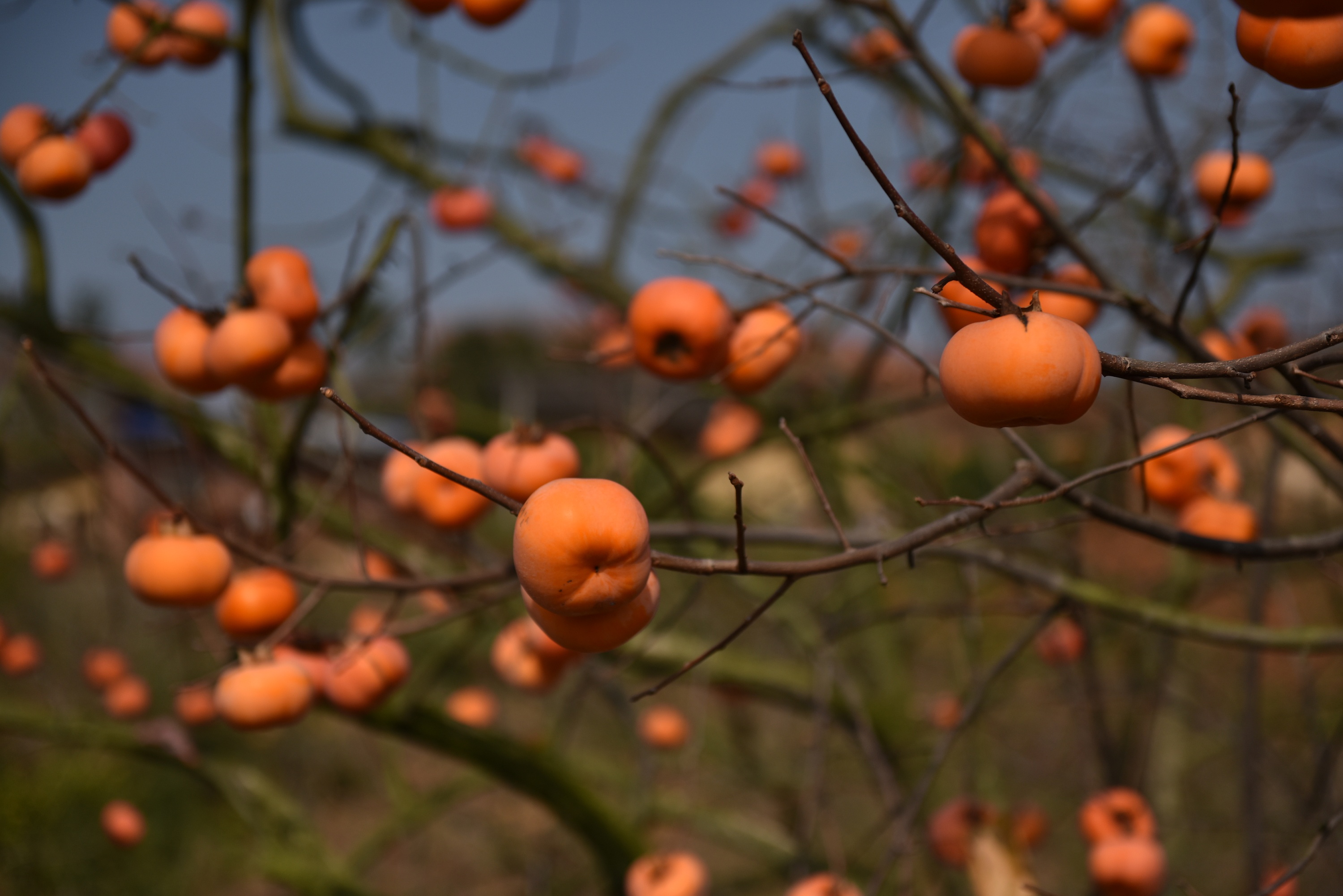 柿子红了|其他|其他|阳朔旅游摄影小卢 - 原创作品 - 站酷 (zcool)