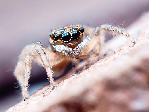 蜘蛛（个人主页-ZMjg0NjQ4NDg=） - 风光摄影 - 站酷设计师ioofun原创素材 - 站酷ZCOOL