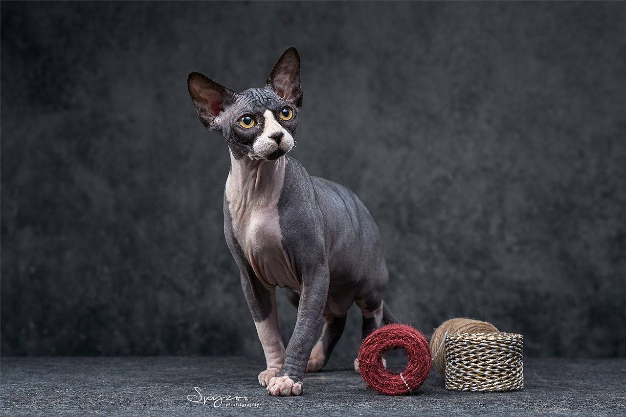 斯芬克斯无毛猫|摄影|宠物摄影|spyzoo_原创作品-站酷zcool