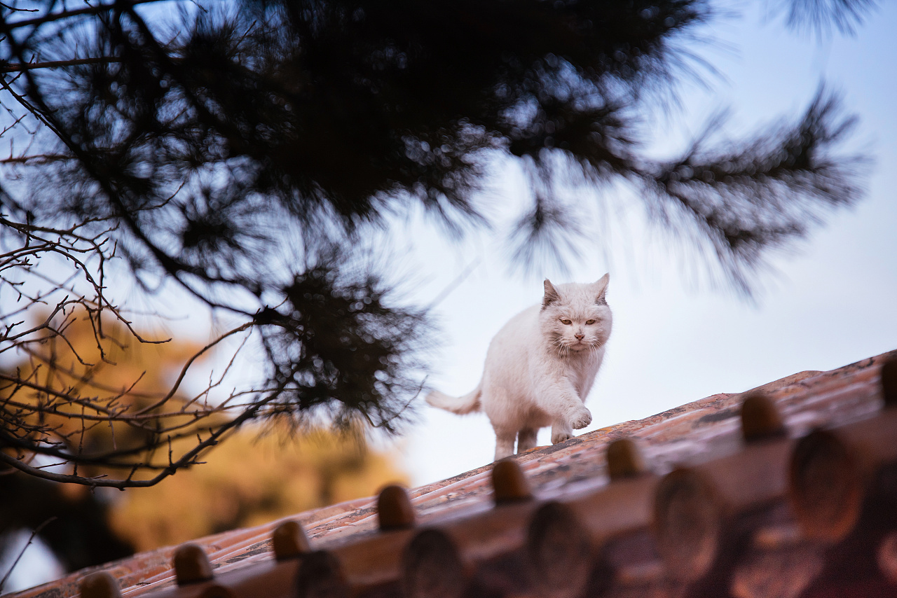 超人piupiupiu的個人主頁（封面預(yù)覽） - 主頁封面設(shè)置 - 站酷設(shè)計師超人piupiupiu原創(chuàng)素材 - 站酷ZCOOL