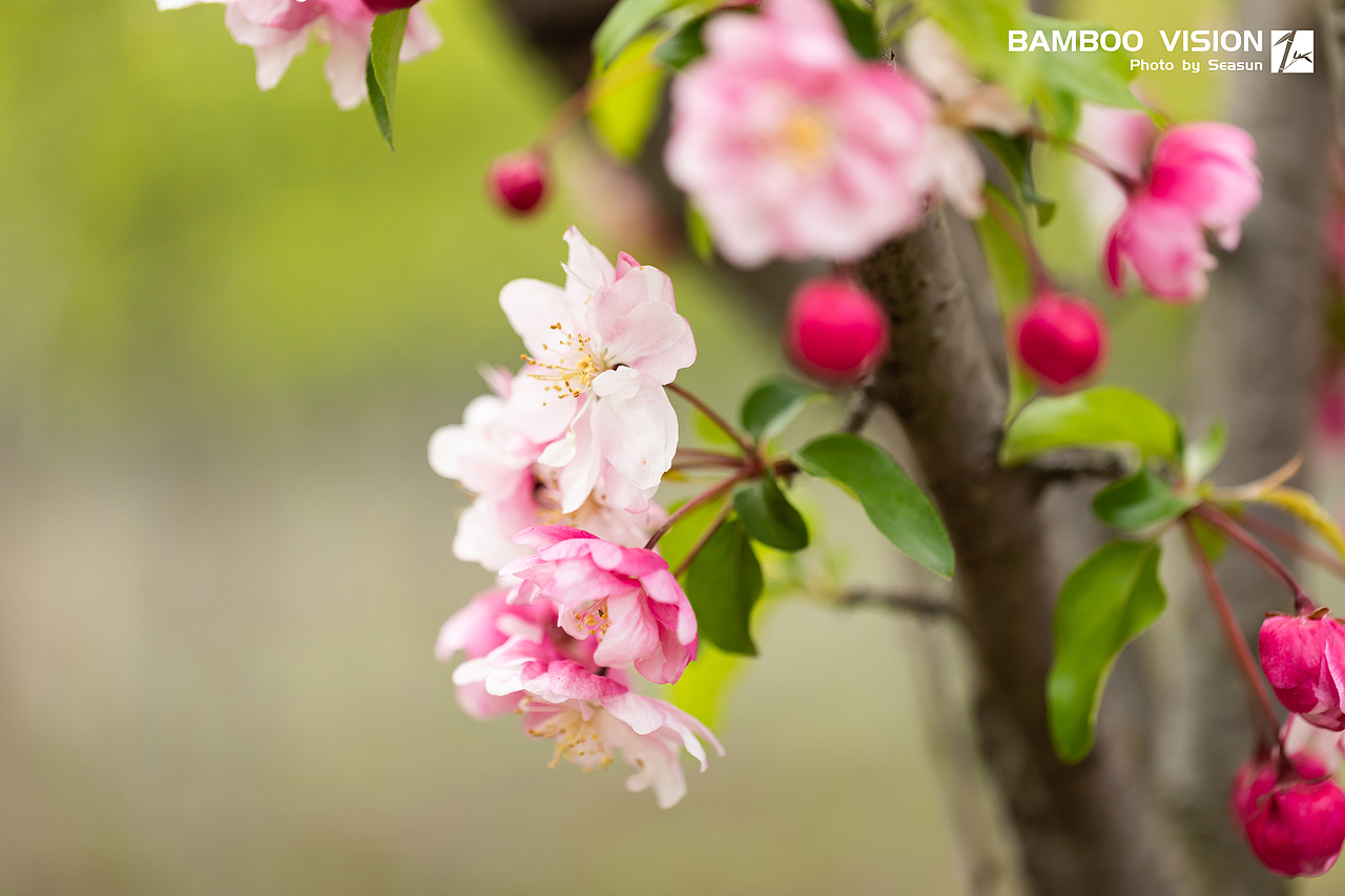 海棠依旧（图ZMjUwMjYxNzUy） - 其他摄影 - 站酷设计师海阳荣光原创素材 - 站酷ZCOOL