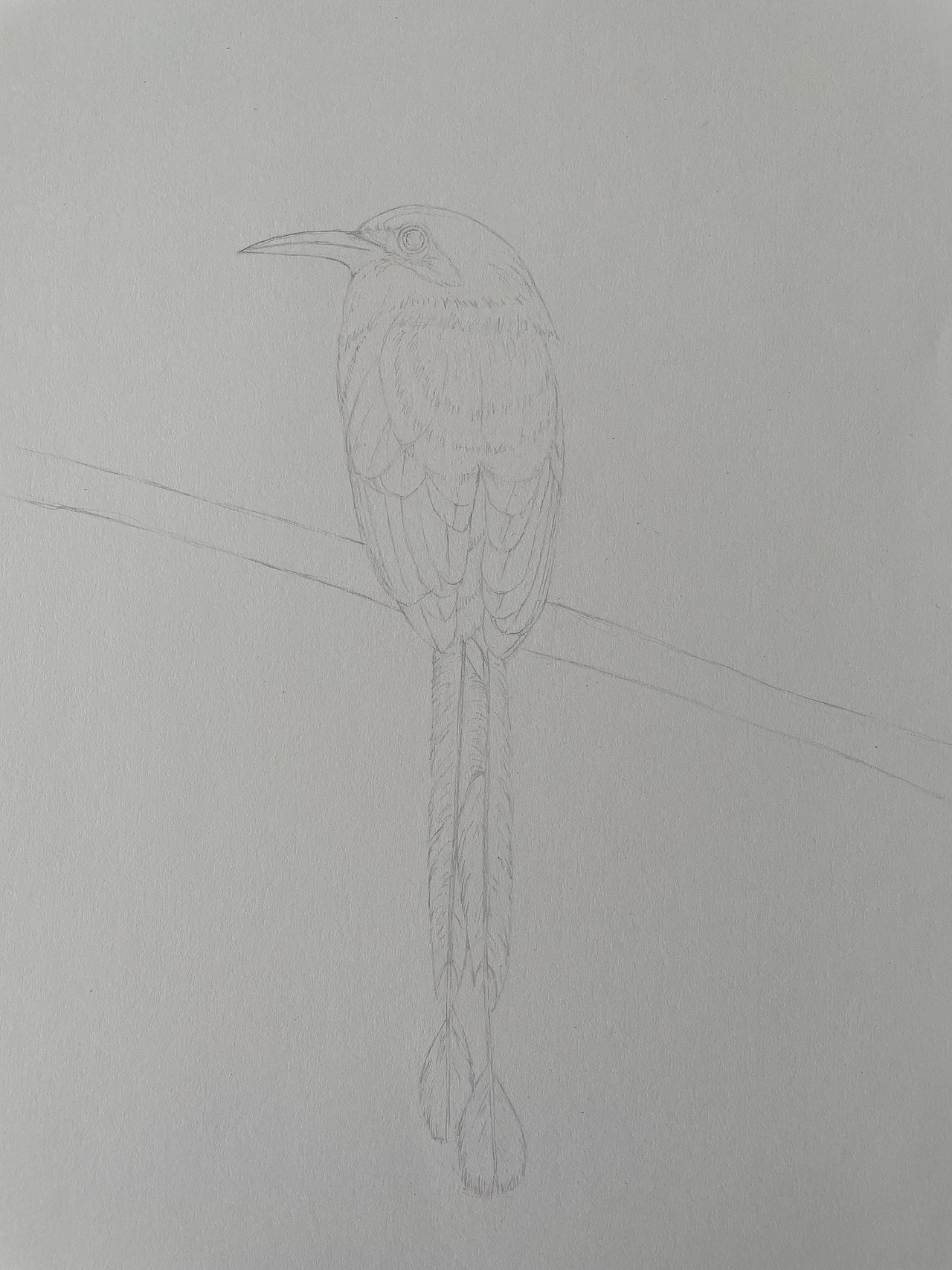 棕翠鴗（图ZMjY5NTgyMjAw） - 绘画 - 站酷设计师小筱十月原创素材 - 站酷ZCOOL