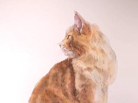 水彩原创绘画视频（黄猫）