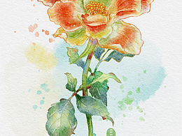 procreate插画｜植物花卉·月季