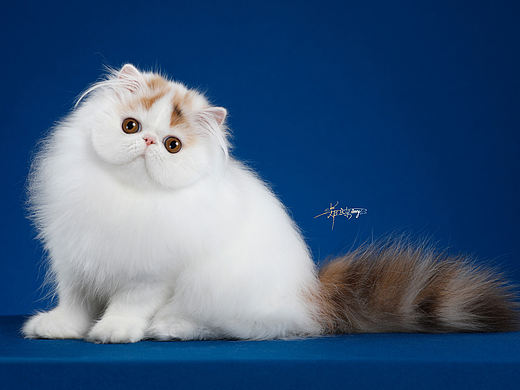 異國短毛貓-AMYWORKS探須視覺