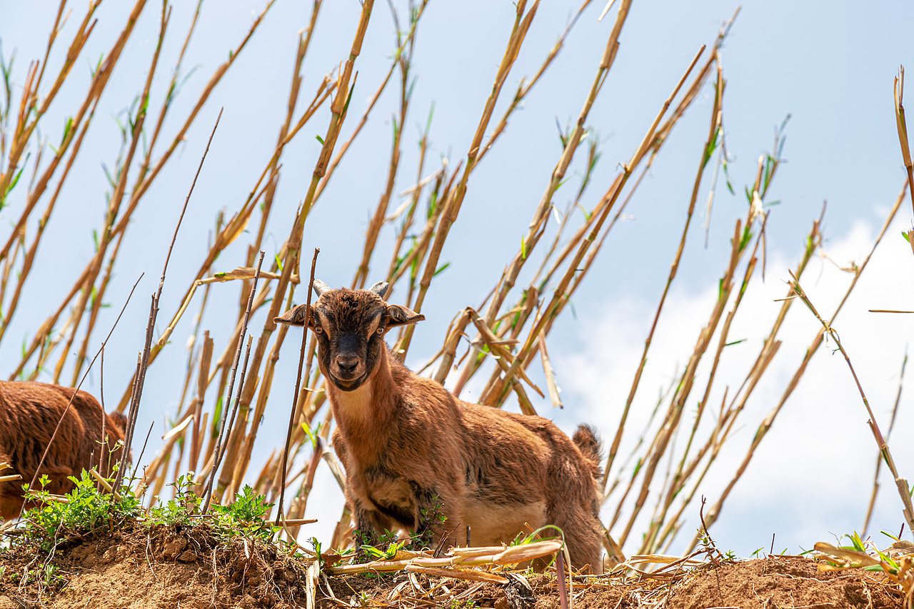 放山羊（图ZMjk3OTU3ODg0） - 宠物摄影 - 站酷设计师zhaohaijung原创素材 - 站酷ZCOOL