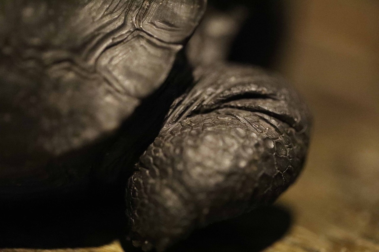 秋坞居石雕乌龟陆龟艺术雕刻收藏品寿山石