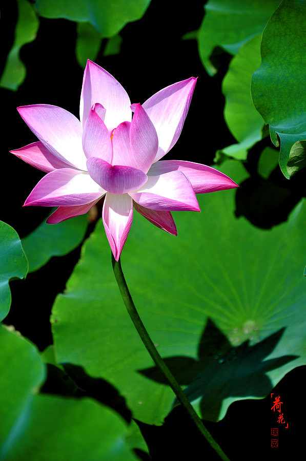 丰庆公园的荷花_西安