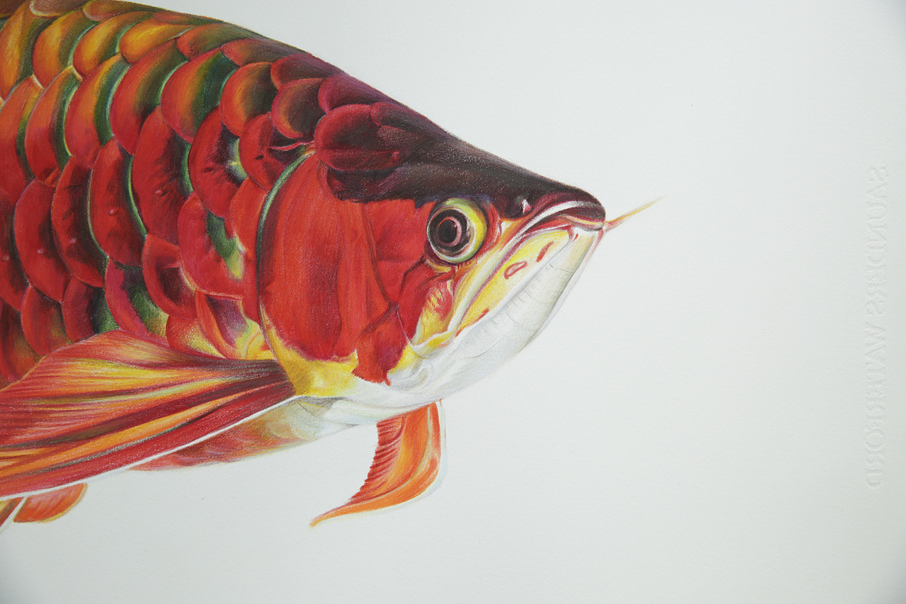 关于龙鱼的手绘彩铅画（图ZMTIwMzExNjE2） - 绘画 - 站酷设计师_lelia原创素材 - 站酷ZCOOL
