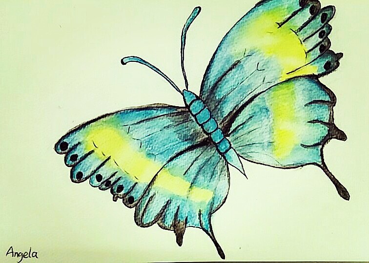 水溶性彩铅 蝴蝶