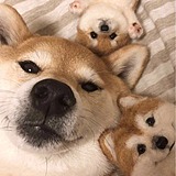 z南屿的头像
