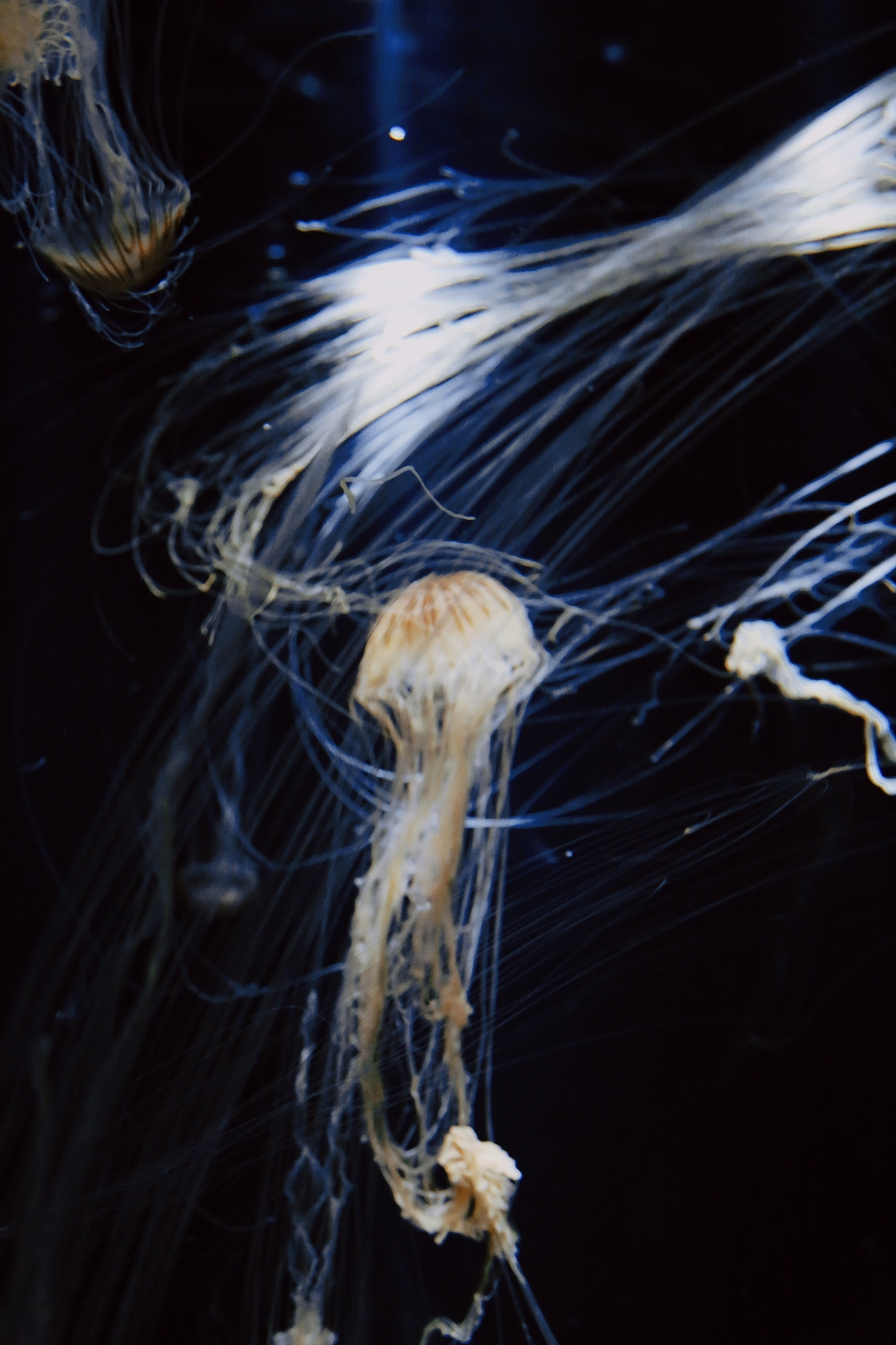 海游馆(摄影)（图ZMjQwODA0NDY0） - 风光摄影 - 站酷设计师sin纯子原创素材 - 站酷ZCOOL