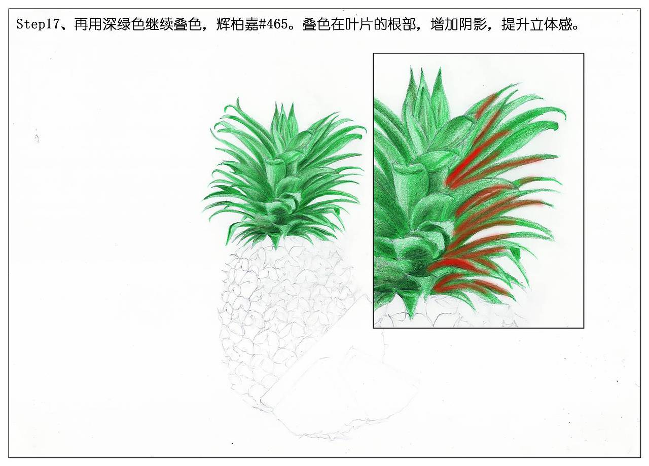 【驴大萌彩铅】手绘24节气水果图鉴 谷雨菠萝
