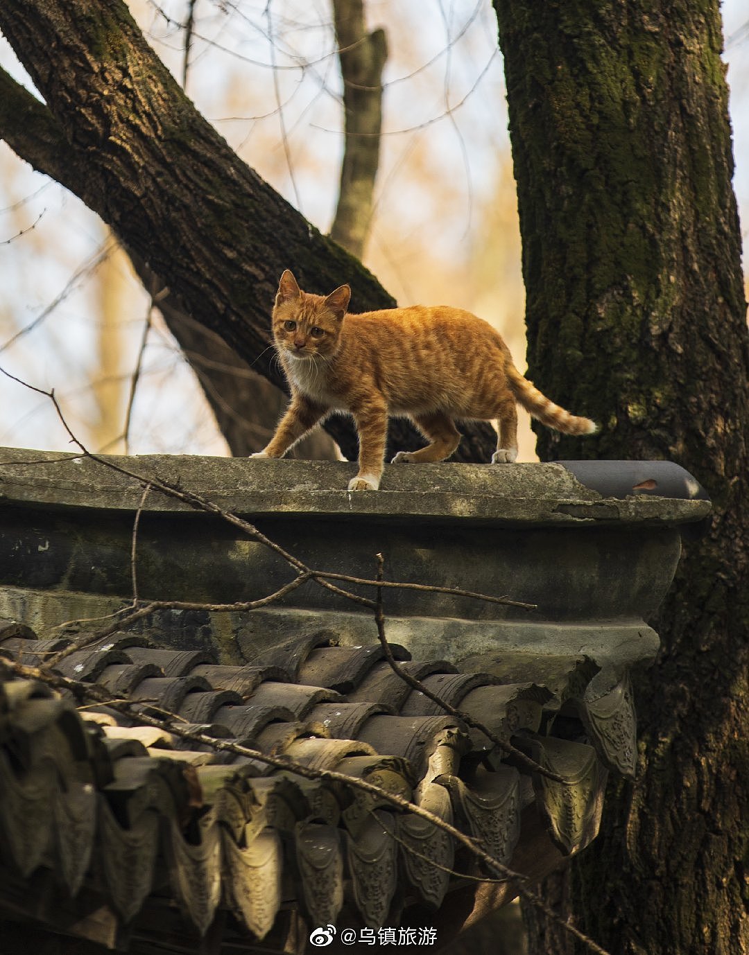 小镇大戏,戏如人生