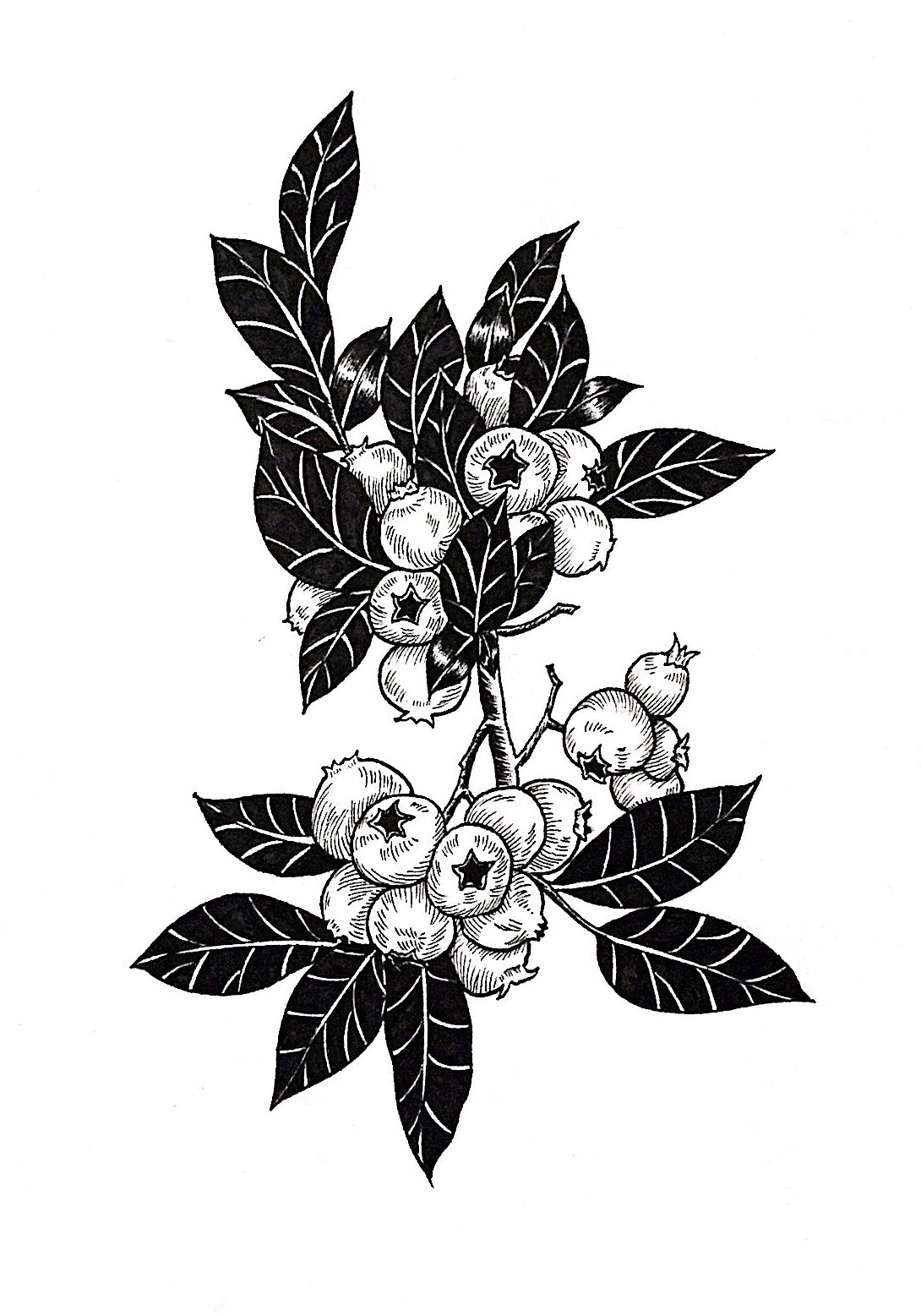 二月份的一些黑白植物线描（图ZNzI0MDMwMzY=） - 创作习作 - 站酷设计师地主家也没有余粮原创素材 - 站酷ZCOOL