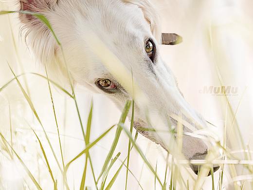 晴朗，我的宠物摄影2021合集二