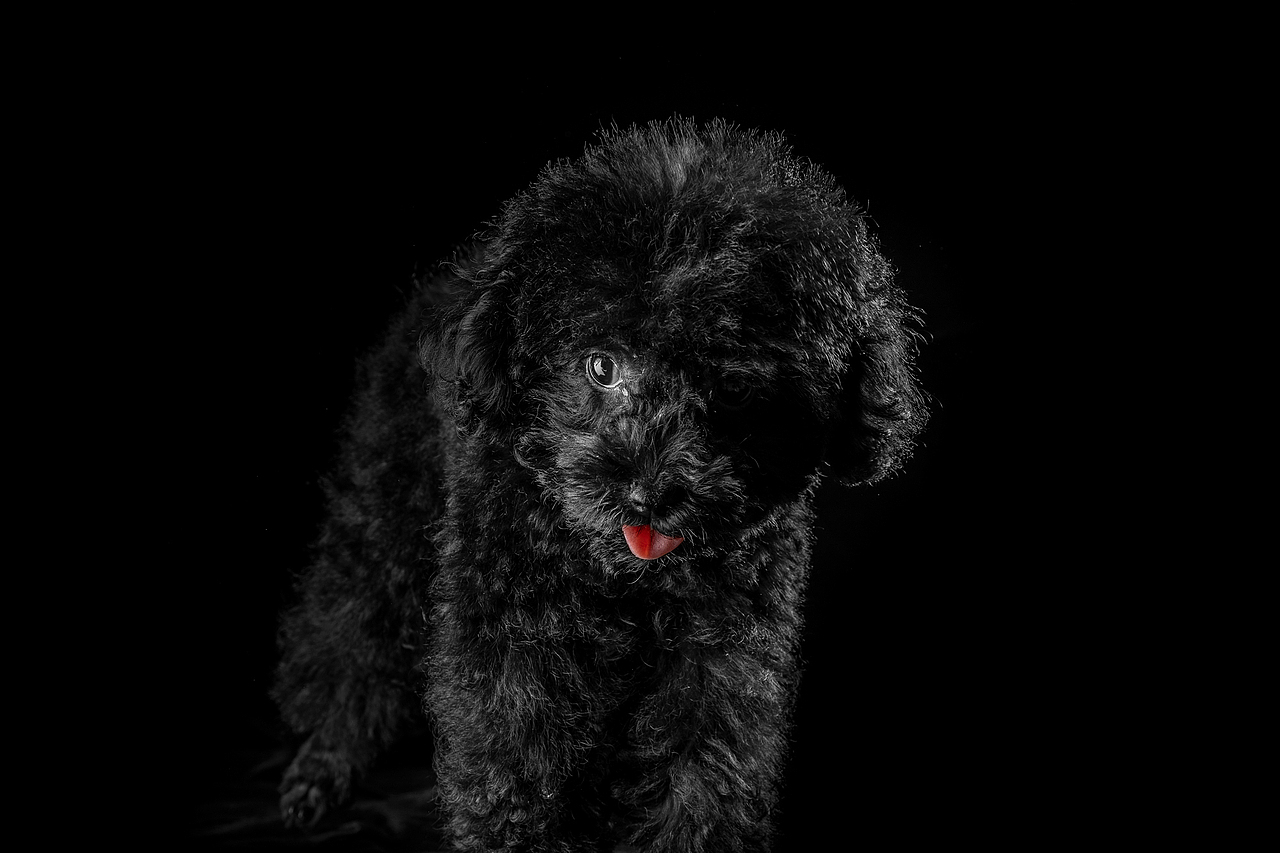 随手拍丨巨兽豆宝