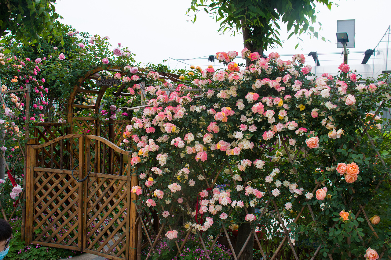 最美私家花园月季花开的季节可盐可甜