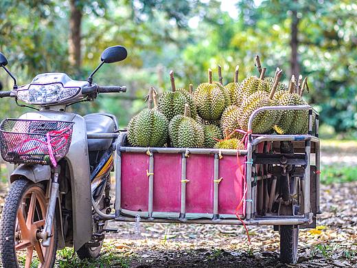 泰国榴莲果园—甲仑