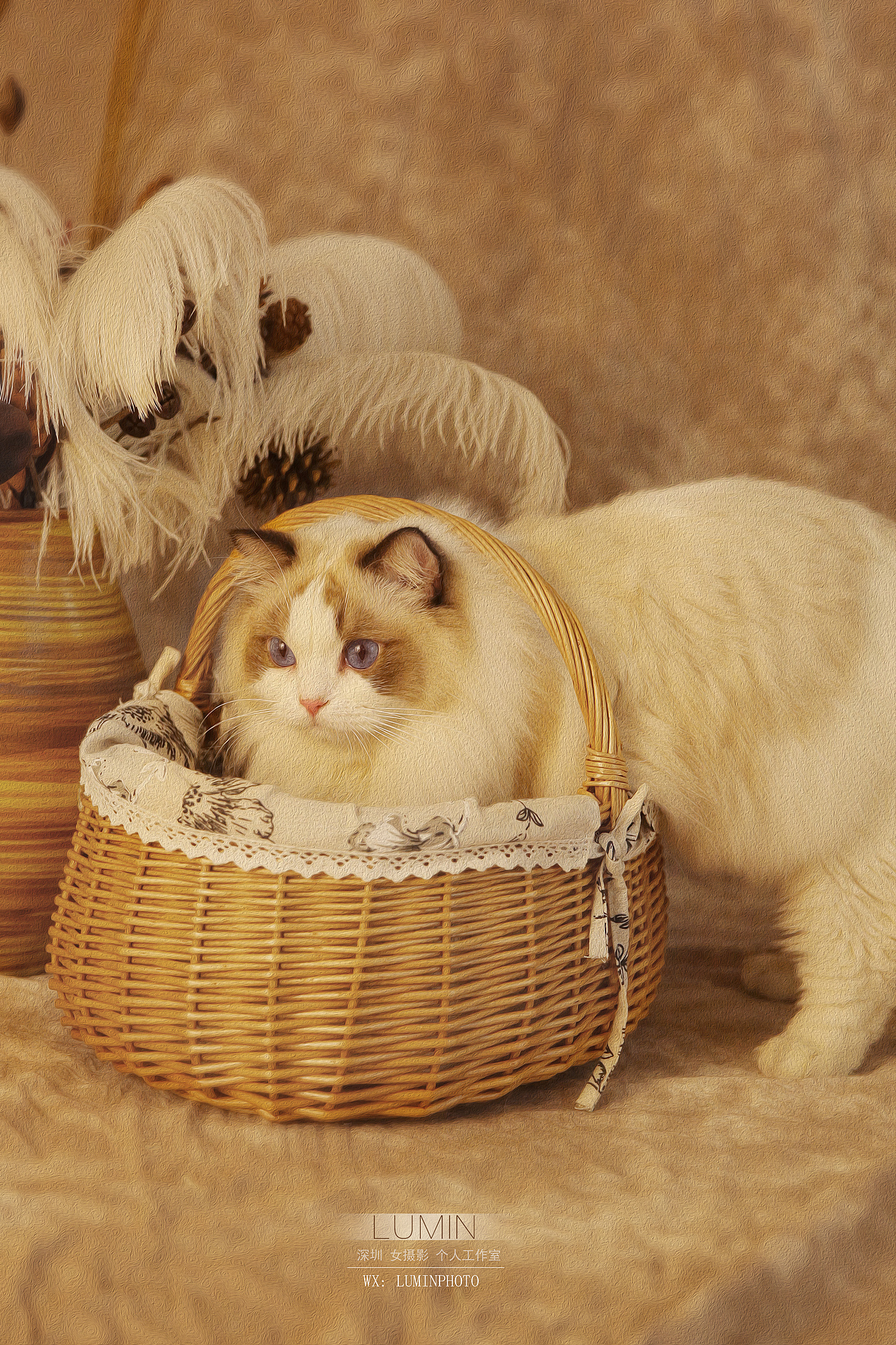 复古风写真 油画写真拍摄 与猫一起拍摄