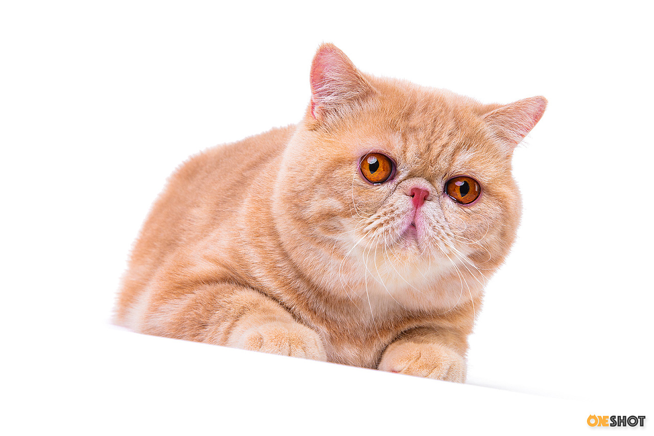 白底证件照加菲猫幼成