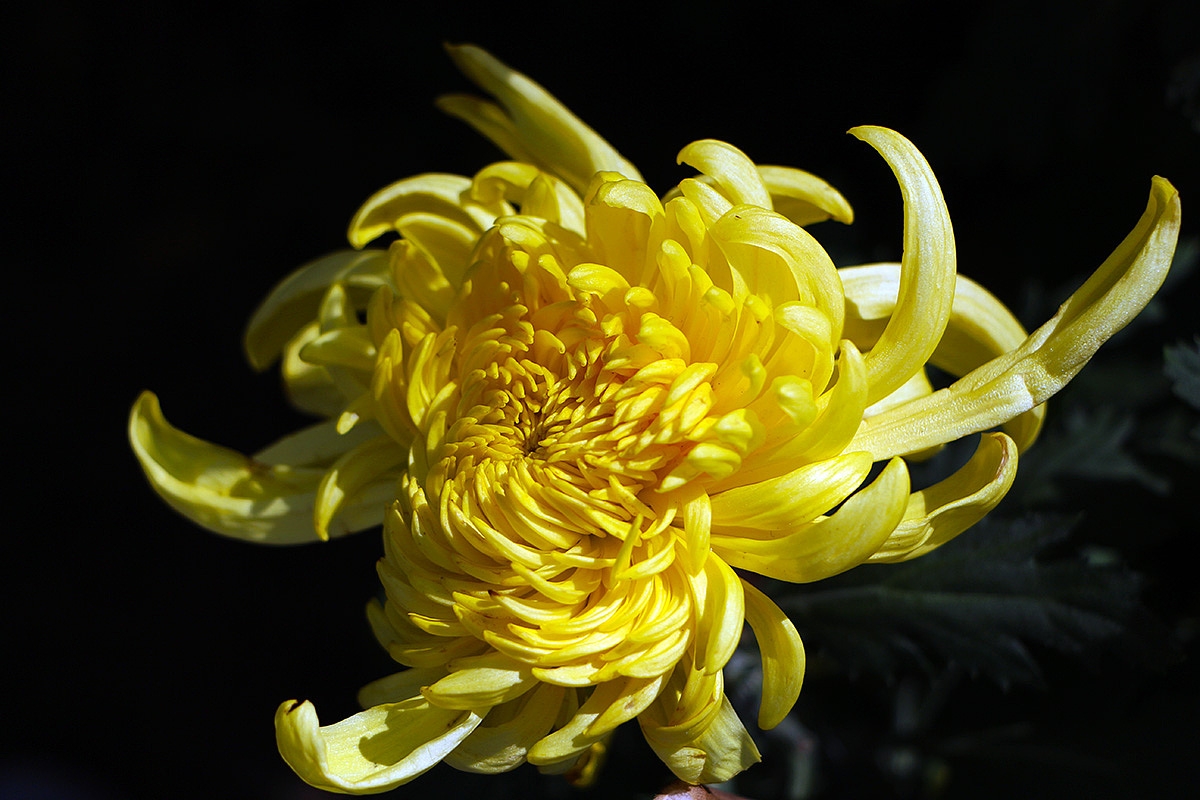 年有花季，人如花期（2）（图ZMjM3NTY4MDc2） - 风光摄影 - 站酷设计师小小样88原创素材 - 站酷ZCOOL