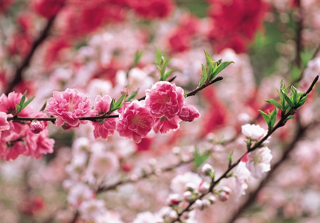 在我搜寻儿时记忆时,李花、桃花又跳到我的眼前,故乡曾经遍野的李花、桃花,记得儿时我常与小伙伴们,沐浴着春天的阳光跑到李树、桃树下玩耍,看到李花、桃花朵朵开时,心儿也乐得像这花儿一样,因为我们期盼着这花之后结出的甜蜜果子。