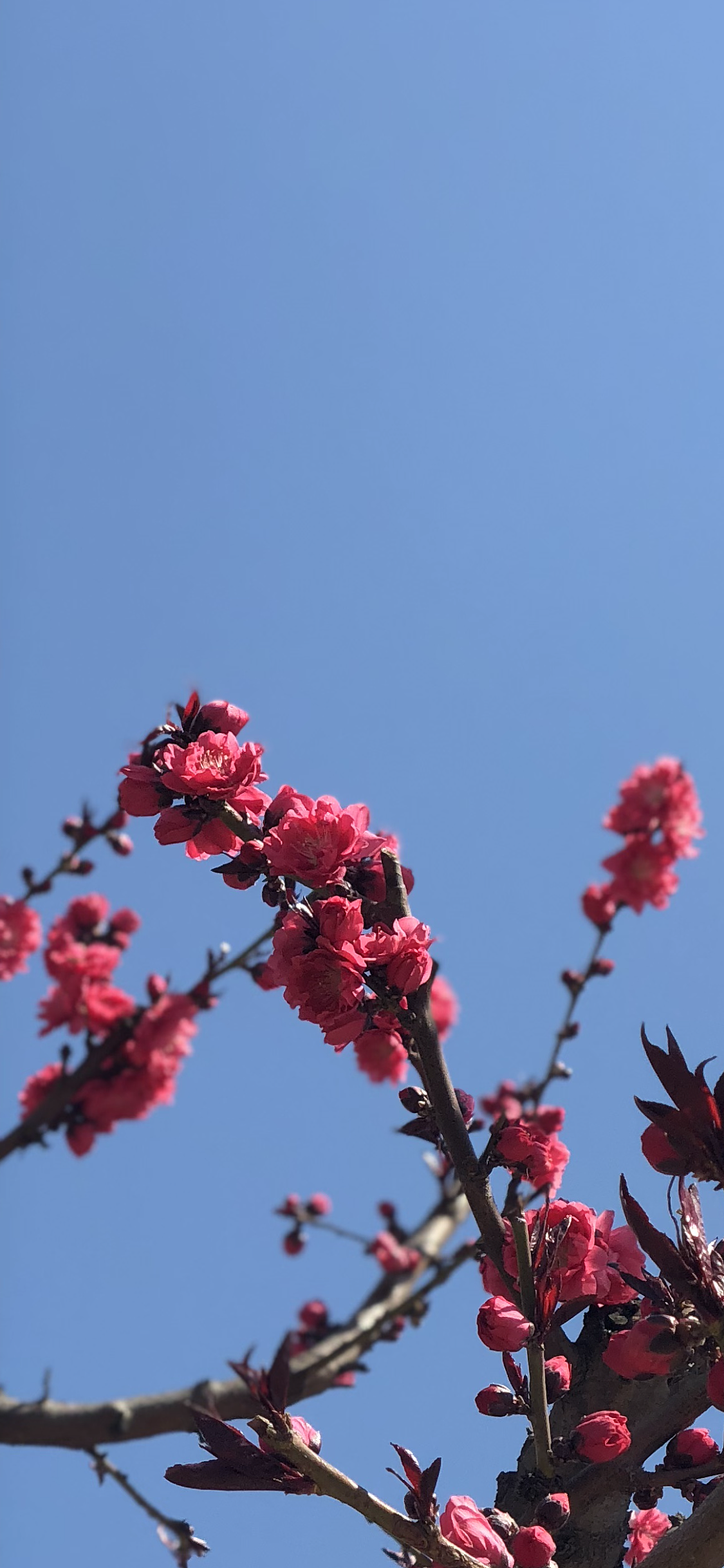 最近拍的春天（图ZMTExMjE0NzQ0） - 风光摄影 - 站酷设计师胡三刀原创素材 - 站酷ZCOOL