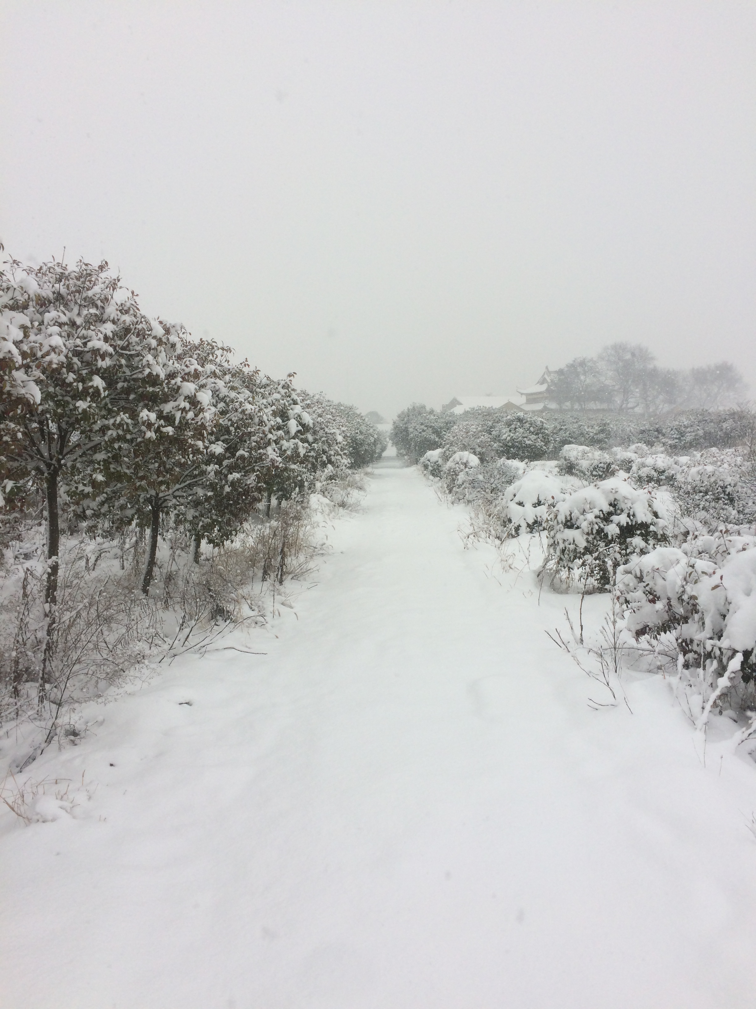 下雪的图片实景手机图片