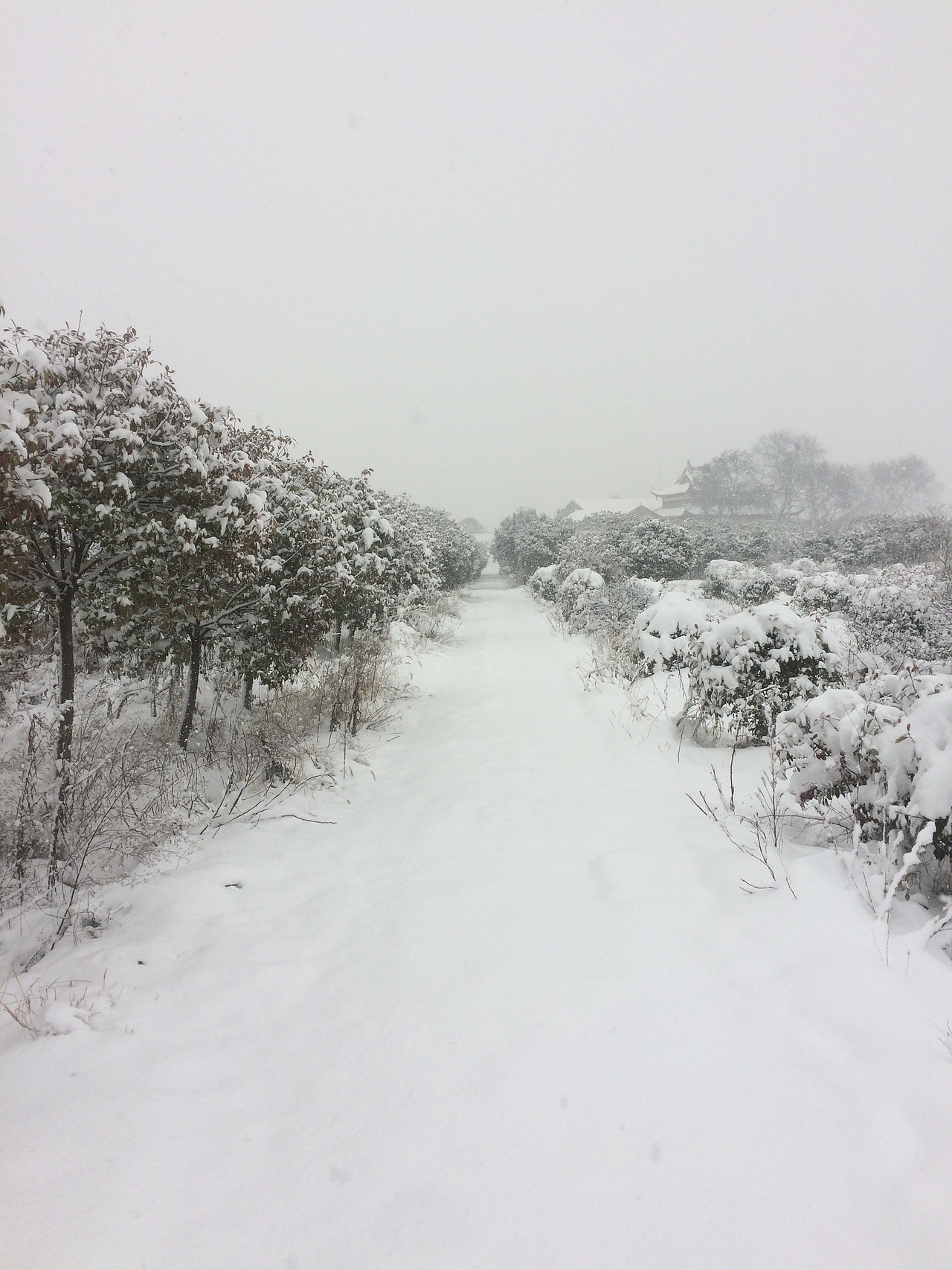 手机拍摄的雪景