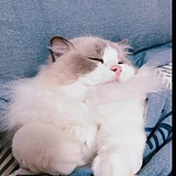捕抓野生烤鸭的头像