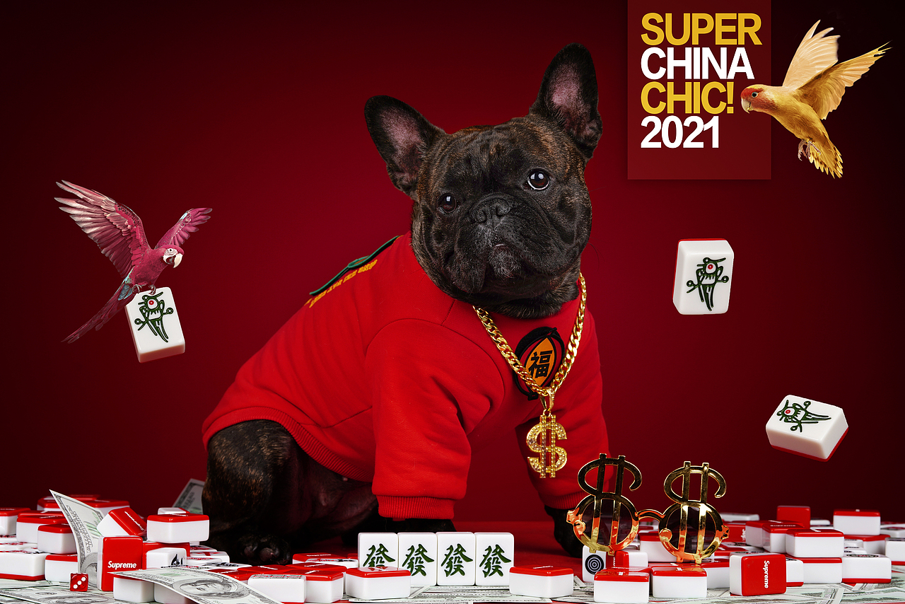 宠爱拾光宠物摄影—法斗 黑色麻将