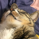 zakenafen的头像
