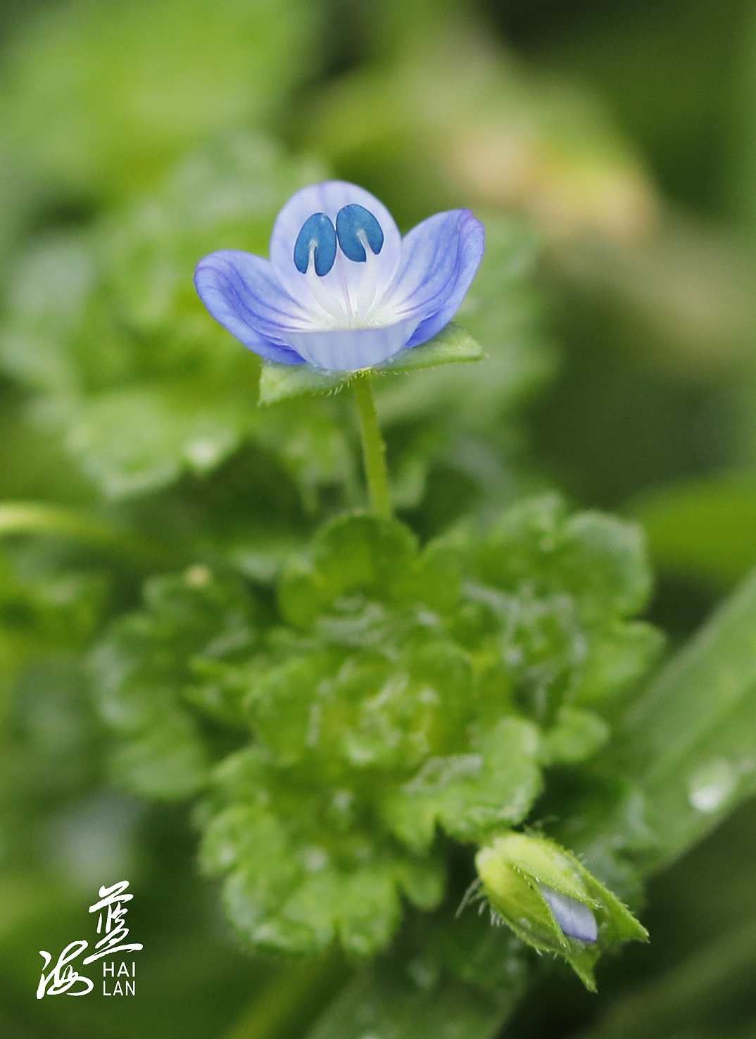 万物复苏 只此嫩绿（图ZMjkyNDAwNDAw） - 风光摄影 - 站酷设计师Z13172302原创素材 - 站酷ZCOOL