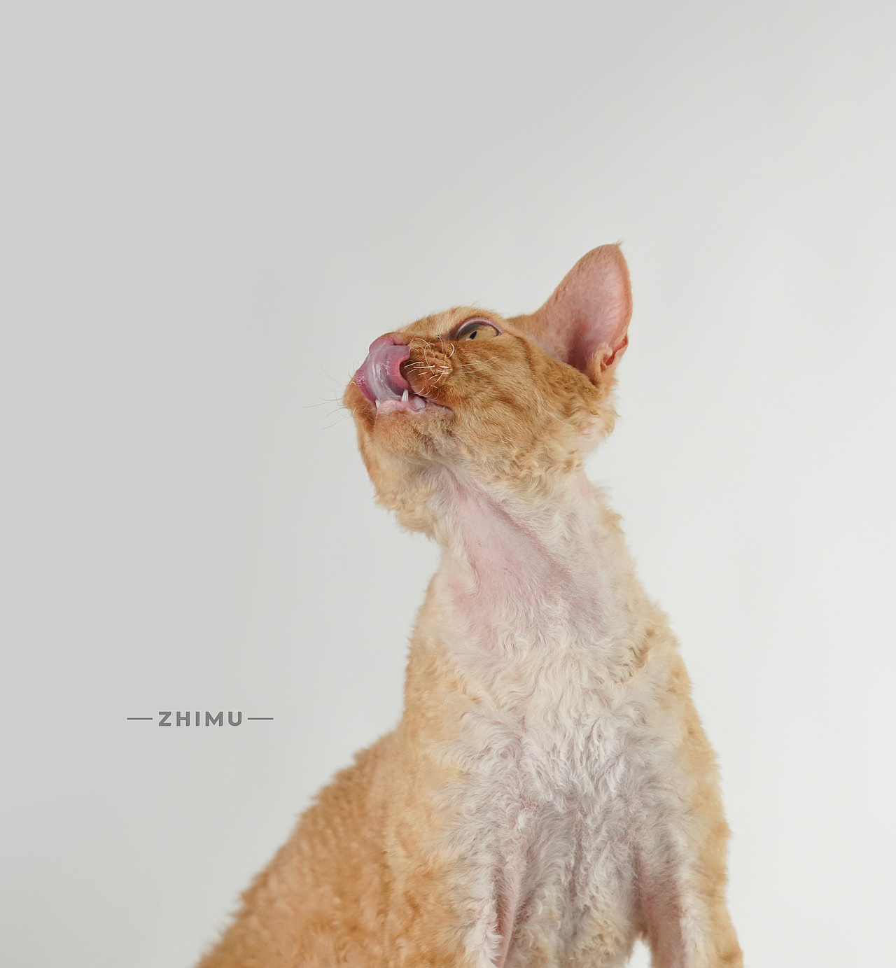 宠物摄影源计划-Down the mountain tiger