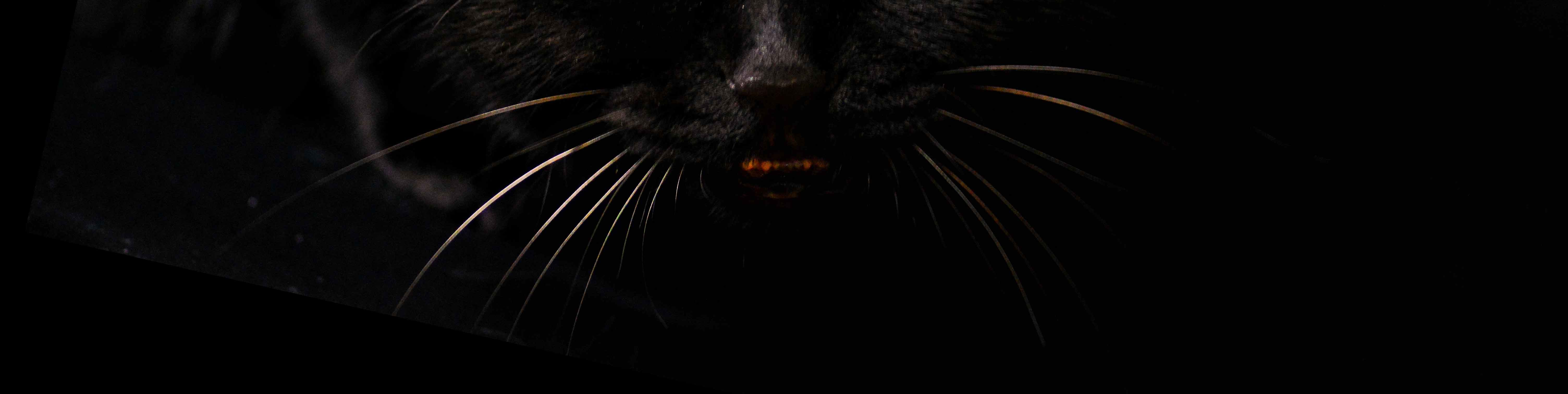 黑猫姐姐的个人主页（封面预览） - 主页封面设置 - 站酷设计师黑猫姐姐原创素材 - 站酷ZCOOL