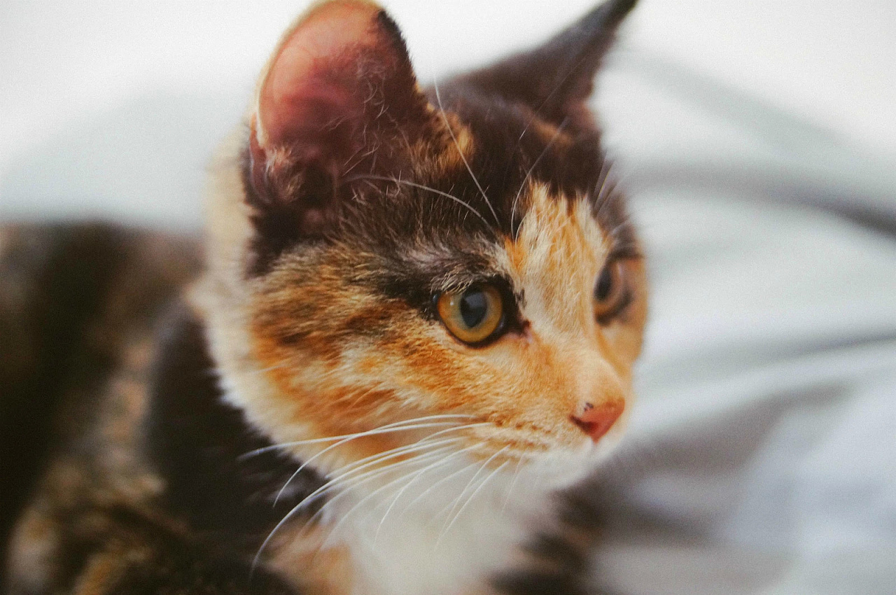 自拍!喵!|摄影|动物|air君 - 原创作品 - 站酷 (zcool)