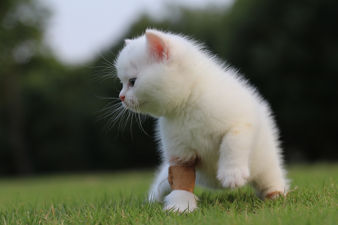 803英短纯白-公-34day478g