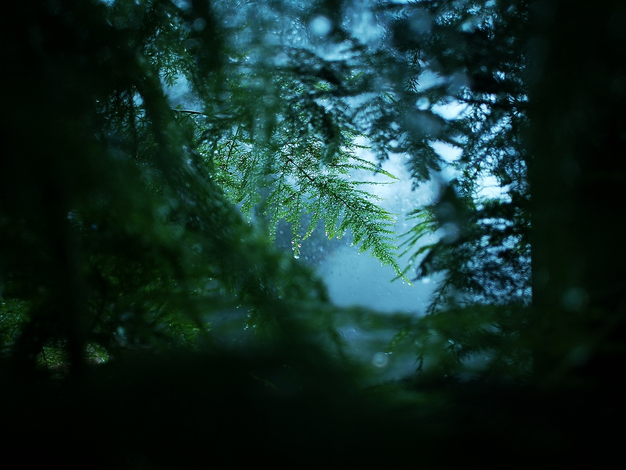 雨后迷雾山林（图ZMjAxOTUwNTE2） - 风光摄影 - 站酷设计师眼镜和阿泉的枕头原创素材 - 站酷ZCOOL