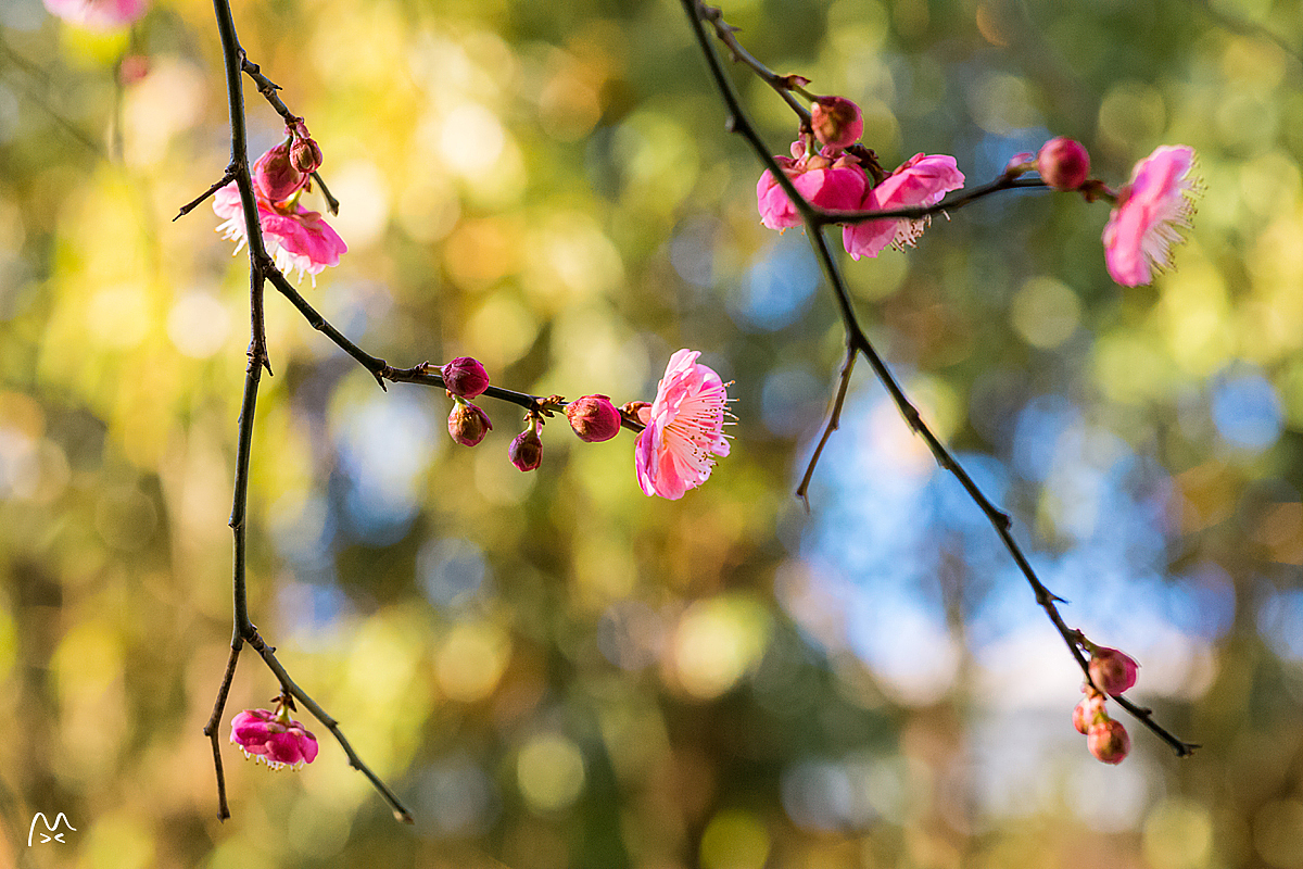 江南无所有，聊寄一枝春（图ZNzE2MDk4ODg=） - 风光摄影 - 站酷设计师喵呜不停原创素材 - 站酷ZCOOL