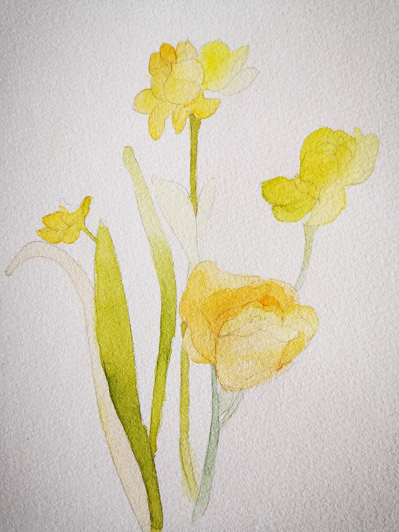 水彩花卉——水仙花练习过程图