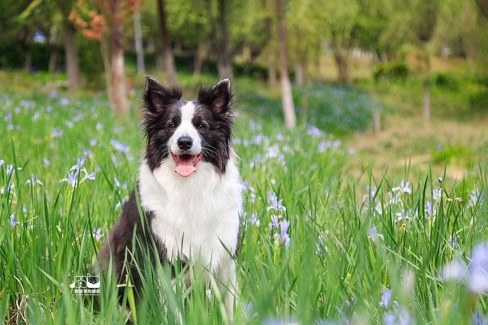 边牧妈妈和她的宝宝们