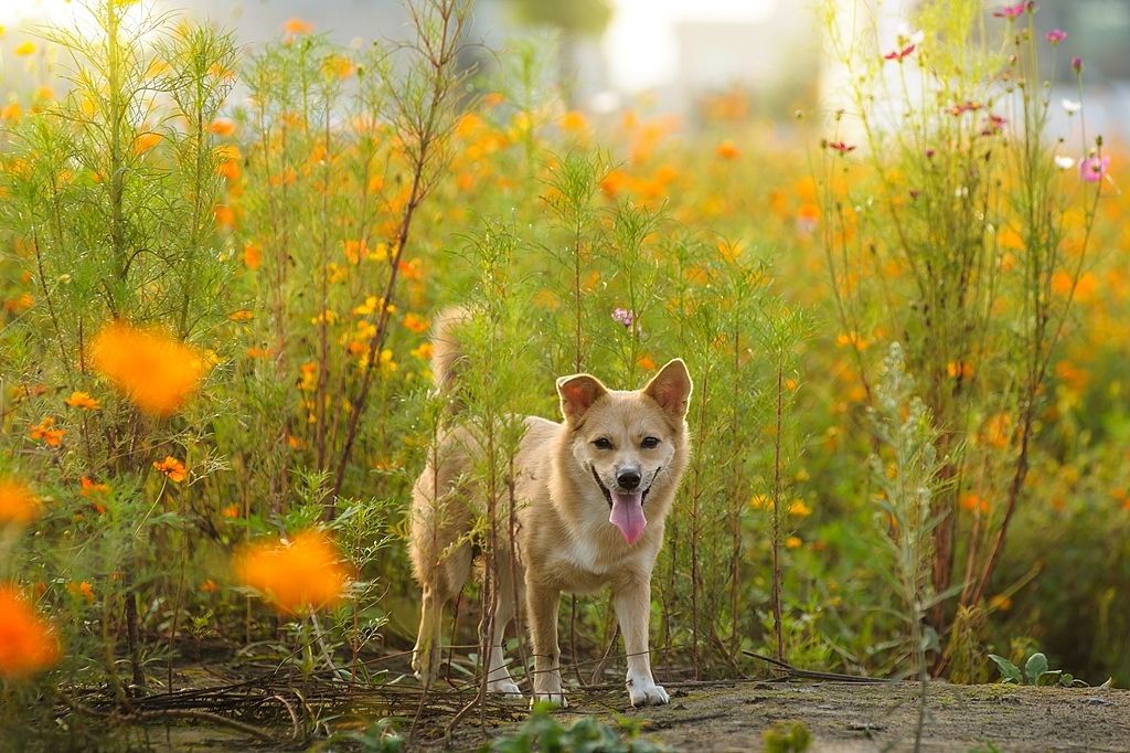 【纪实宠物摄影】夏末花田
