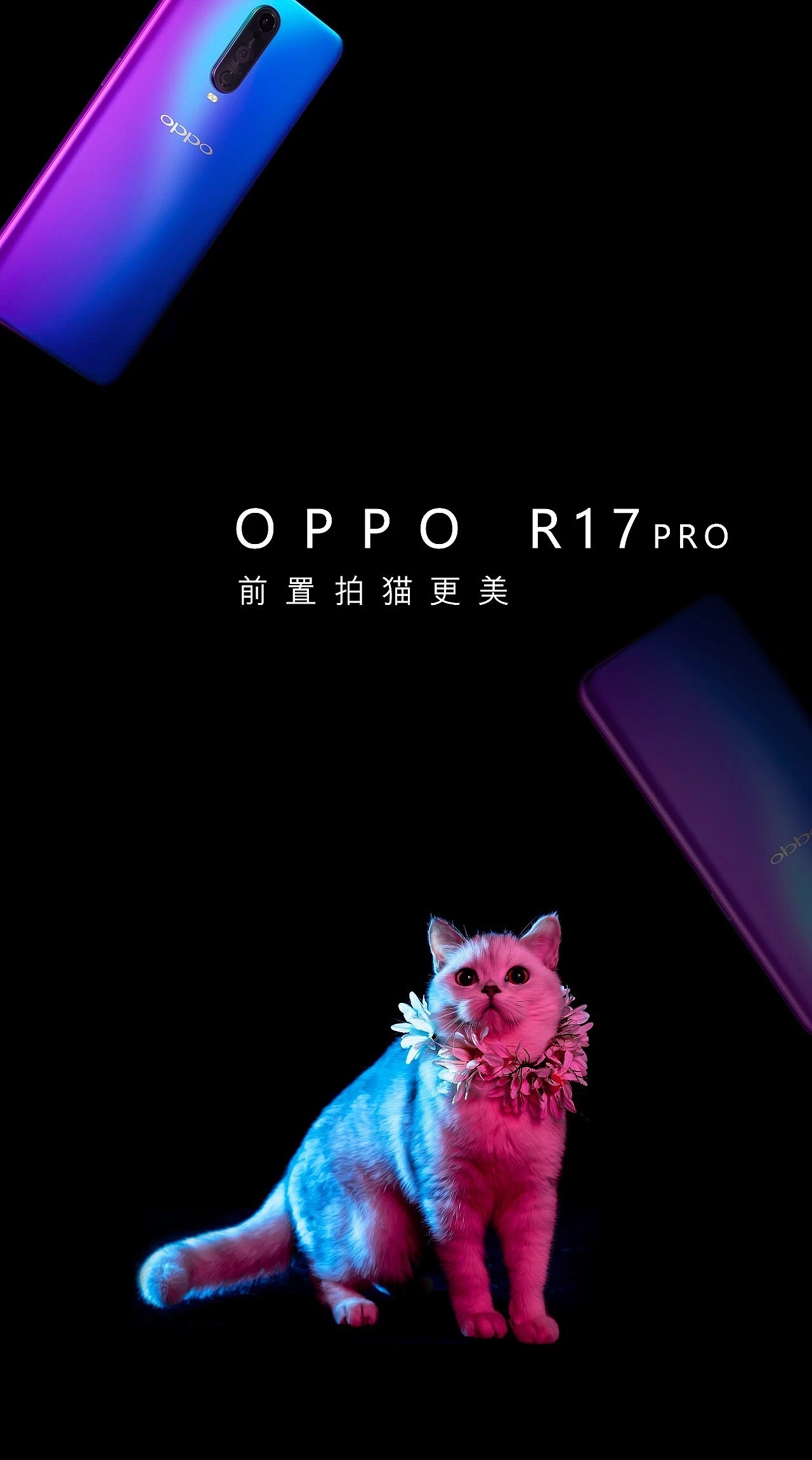 宠物摄影|