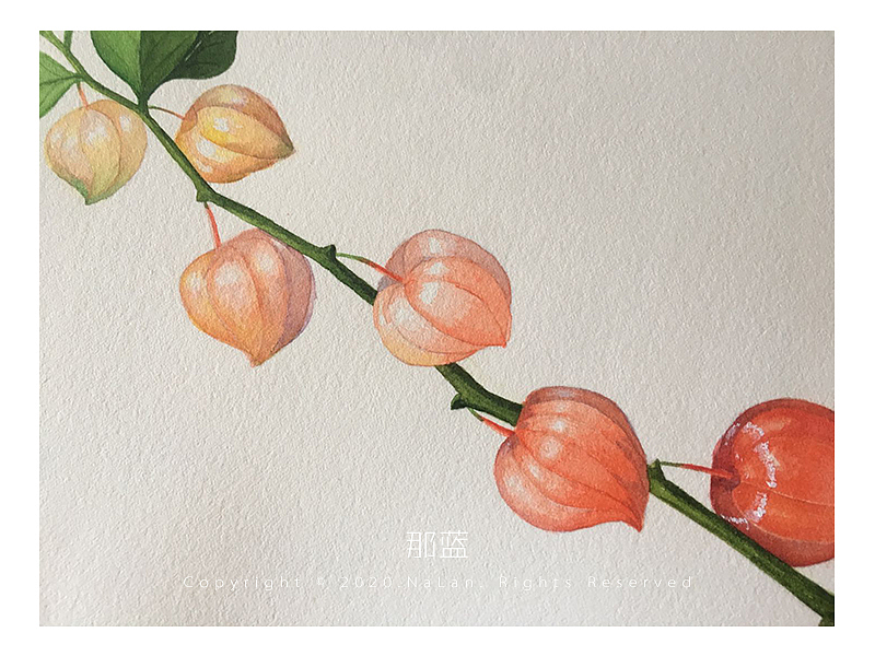 水彩插画 水彩教程 水彩植物 画画 手绘 原创 水彩
