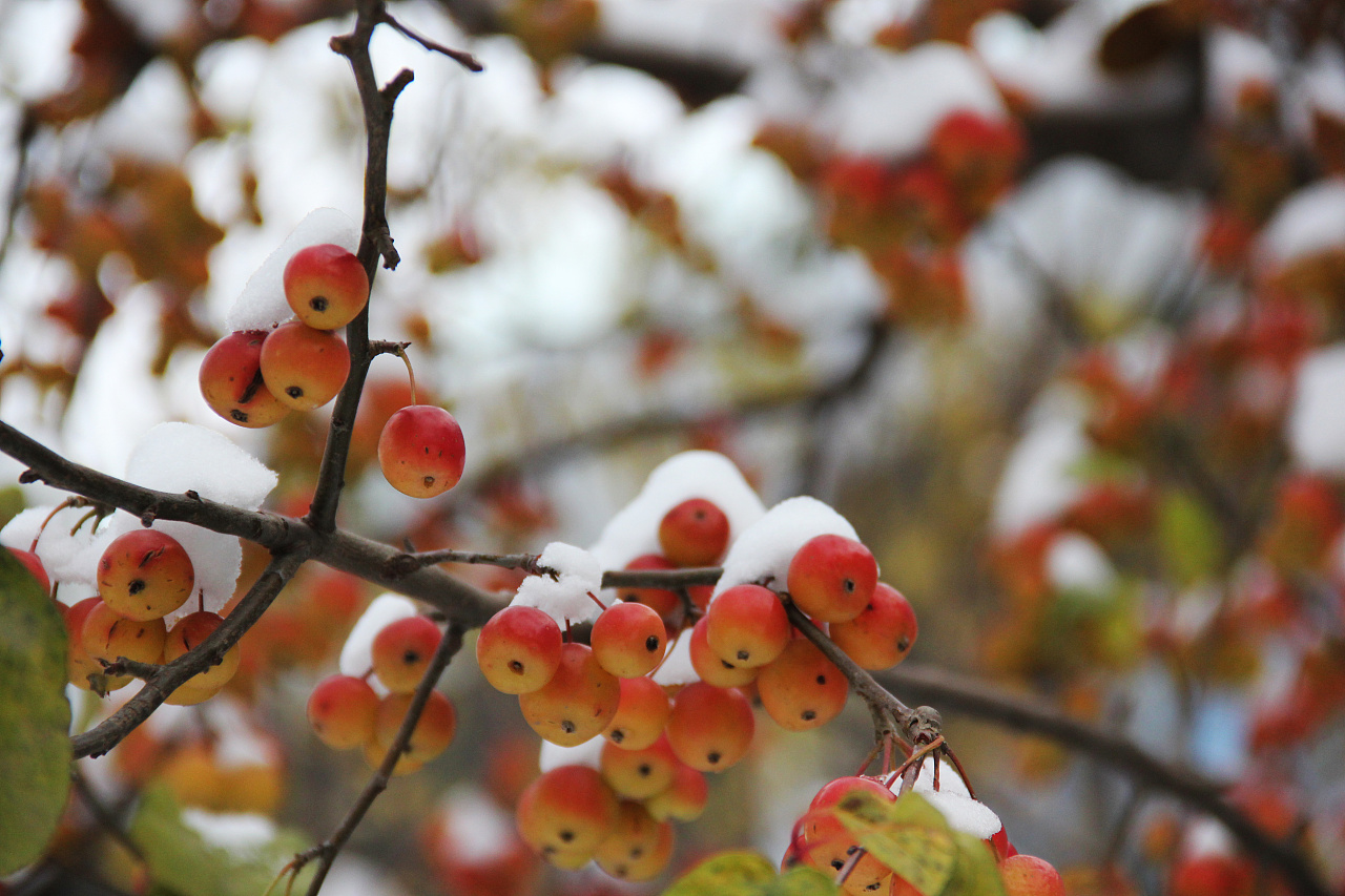 《 雪中海棠 》